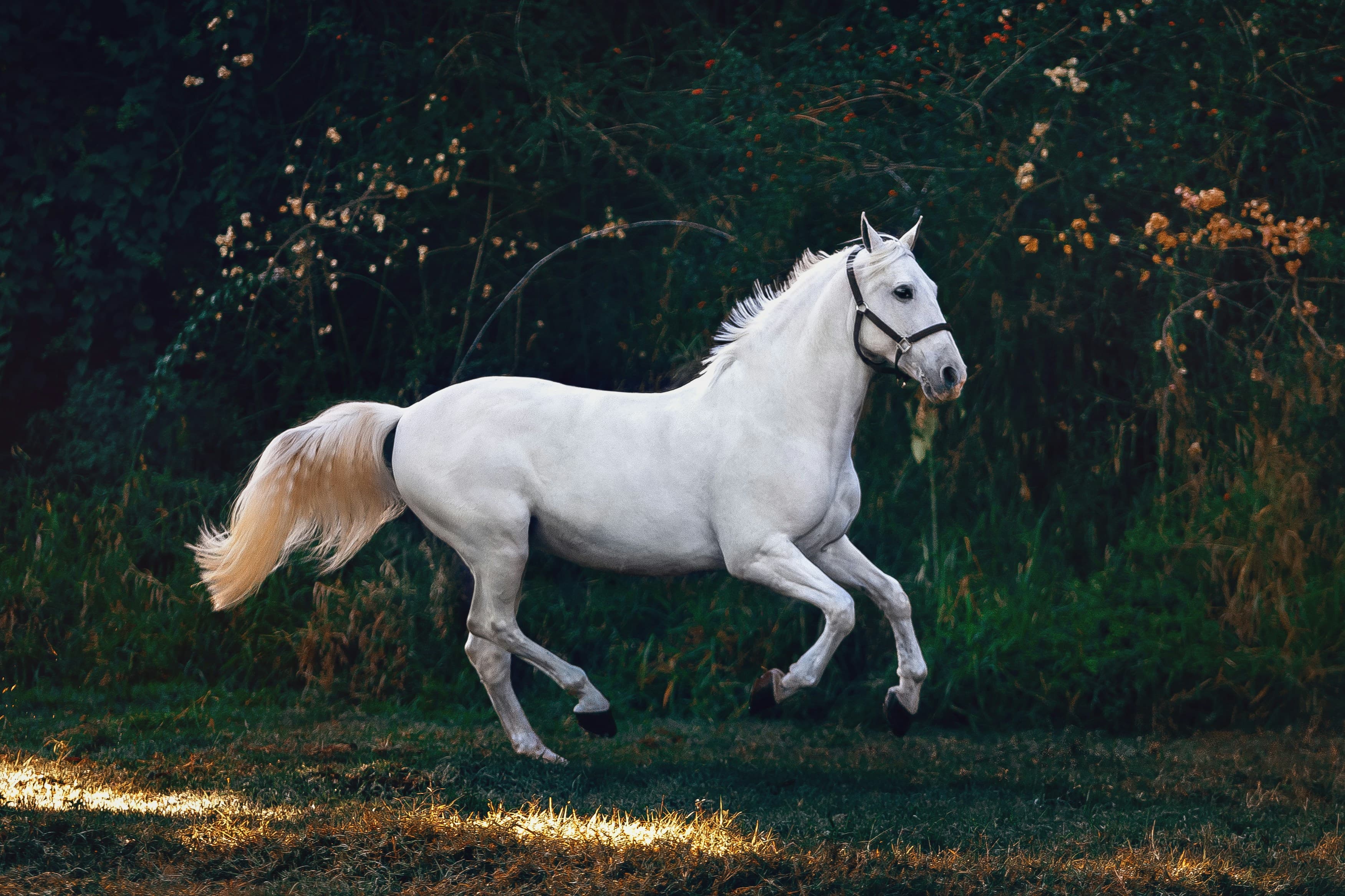 Poney Club de Chantilly